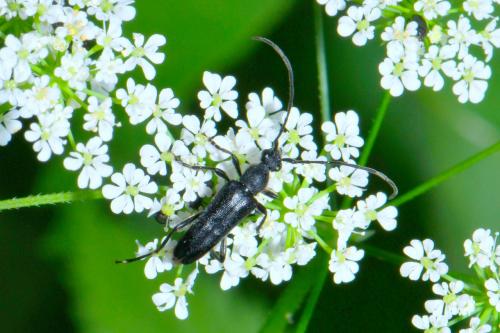 Réf. 258 739 : Anoplodera sexguttata
